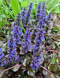 Blue Bugle Flower Planting Seed for Plantings for Planting for Colorful Landscapes Heirloom Non-GMO Seeds