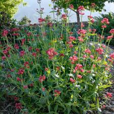 Red Valerian Flower Seeds for Planting - Vibrant Perennial Blooms - Evergrowseeds