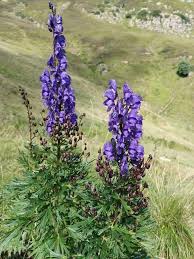 Aconite Flower Seeds Planting Guide: Expert Tips for Successful Growth