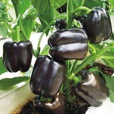 Chocolate Pepper Seeds for Easy Planting
