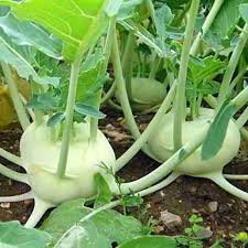 White Kohlrabi Vegetable Seeds for Garden Planting