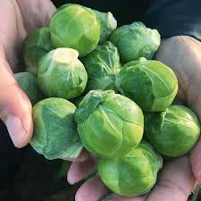 Brussels Sprouts Vegetable Seeds - Easy Planting