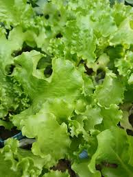 Lettuce Vegetable Seeds for Planting
