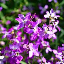 Pink EveningScented Home Garden Flower Seeds for Planting Vibrant Colors Heirloom & GMO Free Seeds for Home Garden
 
 Sale