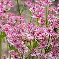Masterwort Flower seeds for Planting - Garden Favorite, Heirloom & GMO Free Seeds for Home Garden