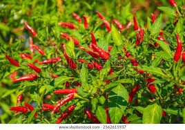 Transform Your Garden with Thai Dragon Peppers - Seeds for Authentic Spice