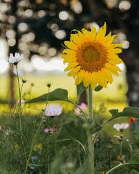 Giant Yellow Sunflower Seeds for Planting - Heirloom, Non-GMO Flower Seeds for Home Garden