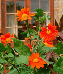 Orange Tithonia Flower Seeds for Planting | Vibrant Annual Blooms