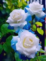 Blue Cream Rose Seeds for Planting