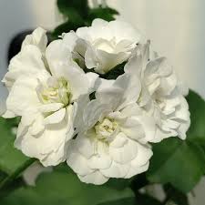 Light Green Geranium Flower Seeds for Planting Cottage Garden Essential Heirloom & GMO Free Seeds for Home Garden
 
 Sale