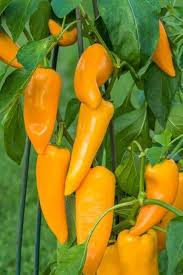Aji Mango Chile Pepper Seeds for Planting