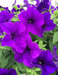 Violet Petunia Seeds for Easy Planting