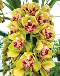 Cream Cymbidium Flower seeds for Planting - Pollinator Friendly, Heirloom & GMO Free Seeds for Home Garden