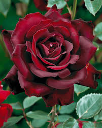 Dark Red Germany Rose Flower Seeds for Planting Heirloom NONGMO Easy to Grow Garden Blooms 
 
 Sale