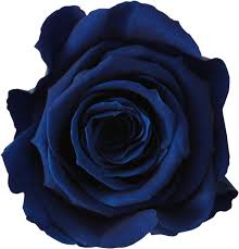 Dark Blue Holland Rose Flower Seeds for Planting Cottage Garden Essential Heirloom & GMO Free Seeds for Home Garden
 
 Sale