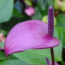 Lavender Anthurium Flower seeds for Planting - Wildflower Mix, Heirloom & GMO Free Seeds for Home Garden