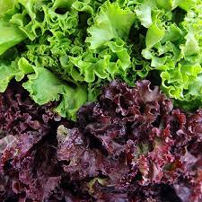 Lettuce Mix Seeds for Indoor Planting