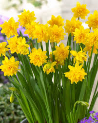 Yellow Red Double Narcissus Flower Seeds for Planting Fragrant Blossoms Heirloom & GMO Free Seeds for Home Garden
 
 Sale