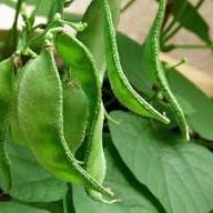 Green Lima Bean Seeds for Vegetable Planting