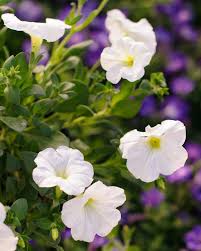 Petunia Wave White Flower Seeds for Planting  Perfect for Vibrant Gardens