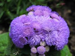 Violet Ageratum Flower seeds for Planting - Seasonal Bloomer, Heirloom & GMO Free Seeds for Home Garden