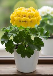 Yellow Mix Pelargonium Peltatum Flower Seeds for Planting Garden Favorite Heirloom & GMO Free Seeds for Home Garden
 
 Sale