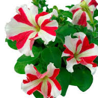 Red White Petunia Flower Seeds Planting