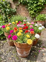 Portulaca Portulaca grandiflora Seeds for Planting - Great for Flower Bed & Urban Garden