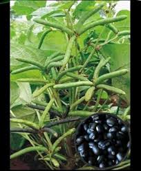 Black Coco Bean Seeds for Planting