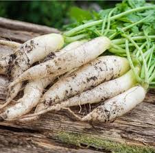 White Radish Seeds for Vegetable Planting