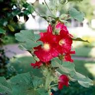 Malvarosa Flower seeds for Planting - Vibrant Colors, Heirloom & GMO Free Seeds for Home Garden
