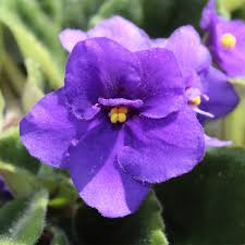 Mini African Violet Seeds for Indoor & Outdoor Planting - Easy to Grow