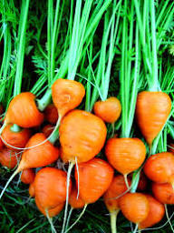 Oxheart Carrot Seeds for Vegetable Planting