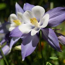 Aquilegia Columbine Seeds For Unique Planting Flower