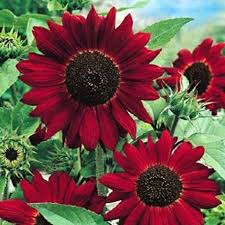 Dark Red Sunflower Seeds: Perfect for Your Garden Planting