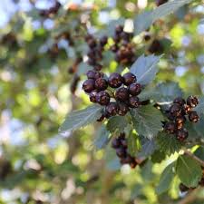 Black Hawthorn Seeds for Planting: Premium Quality Fruit Planting Seeds
