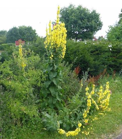 Yellow Verbascum Flower Seeds for Planting Heirloom Non-GMO Seeds