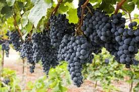 Grape Fruit Planting Seeds for Garden & Home Planting