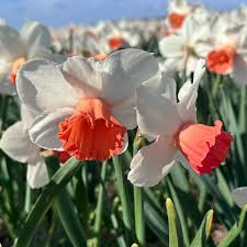 Narcissus White Red Seeds for Planting - Elegant Flower Blooms