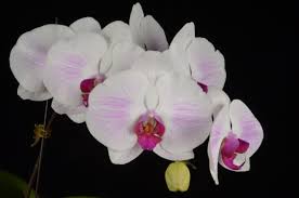White Tiger Orchid Seeds Planting Guide: How to Plant and Grow Successfully