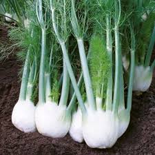 White Fennel Seeds for Planting