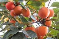 Yellow Persimmon Tree Seeds for Planting  Grow Your Own Delicious Fruit