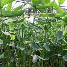 Thalia Dealbata Seeds For Planting - Aquatic Garden Flower