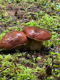 Slippery Jack Mushroom Vegetable Seeds for Planting
