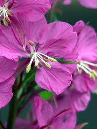 Willowherb Flower Seeds for Vibrant Garden Spaces - Seed for Natural Beauty