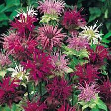 Monarda Bee Balm Mix Seeds for Pollinator-Friendly Flowers