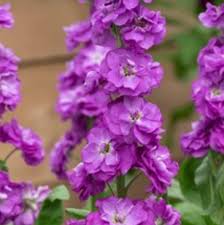 Violet Matthiola Incana Plant Seeds: Premium Quality Flower Seeds for Vibrant Gardens and Effortless Planting