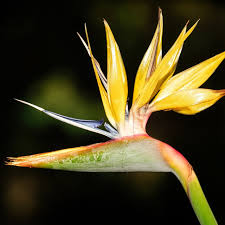Violet & Yellow Strelitzia Seeds For Planting - Exotic Flower