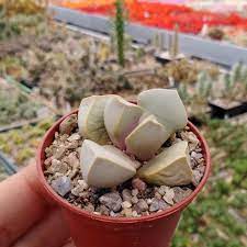 Sea Green Lapidaria Margaretae Plant Seeds - Perfect For Your Garden