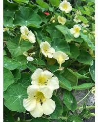 Light Yellow Nasturtium Seeds For Easy Planting – Beautiful Blooms Flower